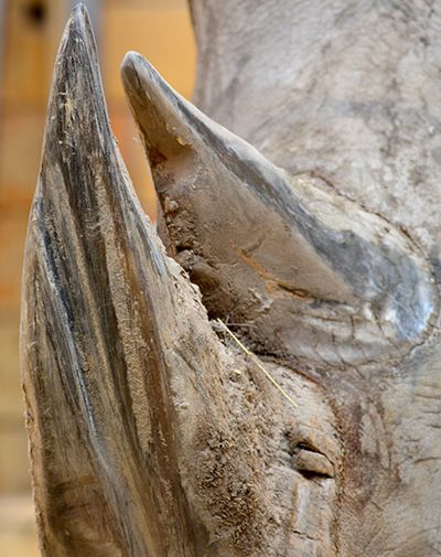 White rhino horns White rhino horns