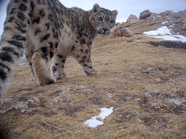 snow leopard caught in China by a camera trap