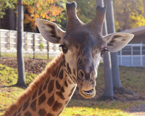 Masai giraffe Parker