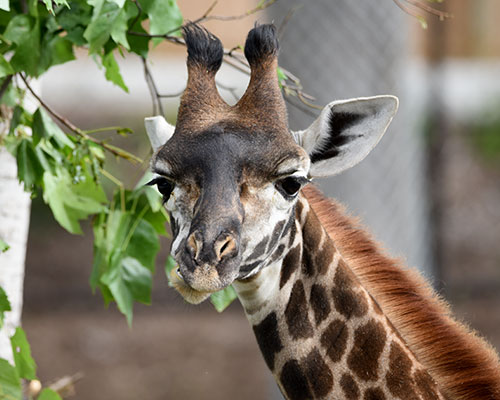 Masai giraffe eating browse