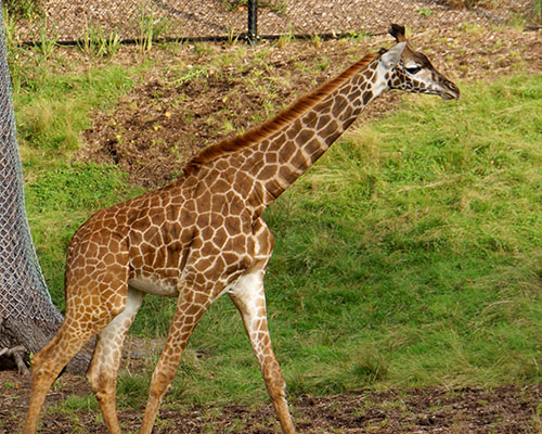 Masai giraffe Kipenzi