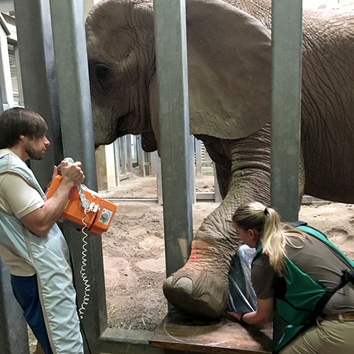 Moki the African elephant getting an xray Moki the African elephant getting an xray