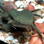 Muller's Clawed Frog