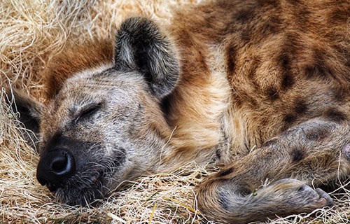 Spotted hyena Lou sleeping on straw bed Spotted hyena Lou sleeping on straw bed