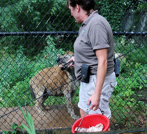 Keeper Mary Ellen feeding Lou Keeper Mary Ellen feeding Lou