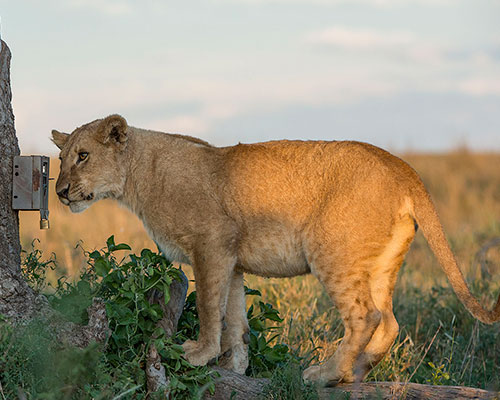 Lioness observing a camera trap Lioness observing a camera trap