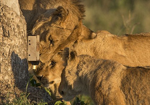 Lions looking at a camera trap Lions looking at a camera trap