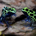 Poison dart frogs