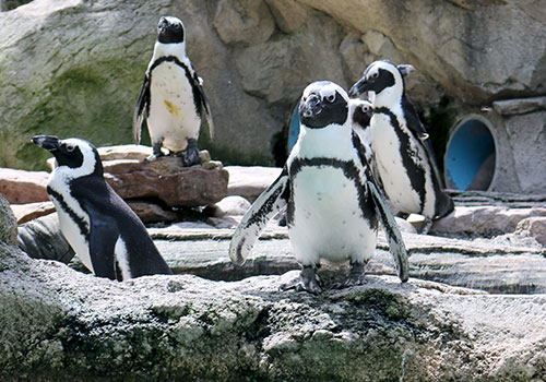 African penguins in their habitat