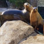 Four California sea lions looking at the camera