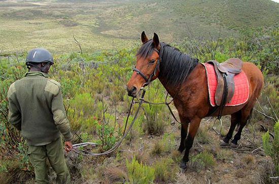 A horse with a member of the Horse Patrol Team A horse with a member of the Horse Patrol Team