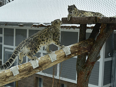 snow leopards climbing snow leopards climbing