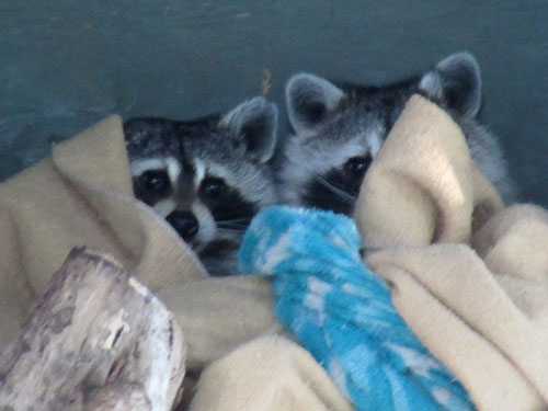 The Zoo's two raccoons snuggled under a blanket The Zoo's two raccoons snuggled under a blanket