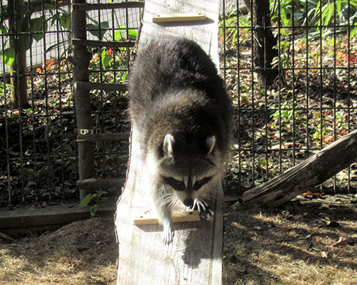 Racoon exploring its habitat Racoon exploring its habitat