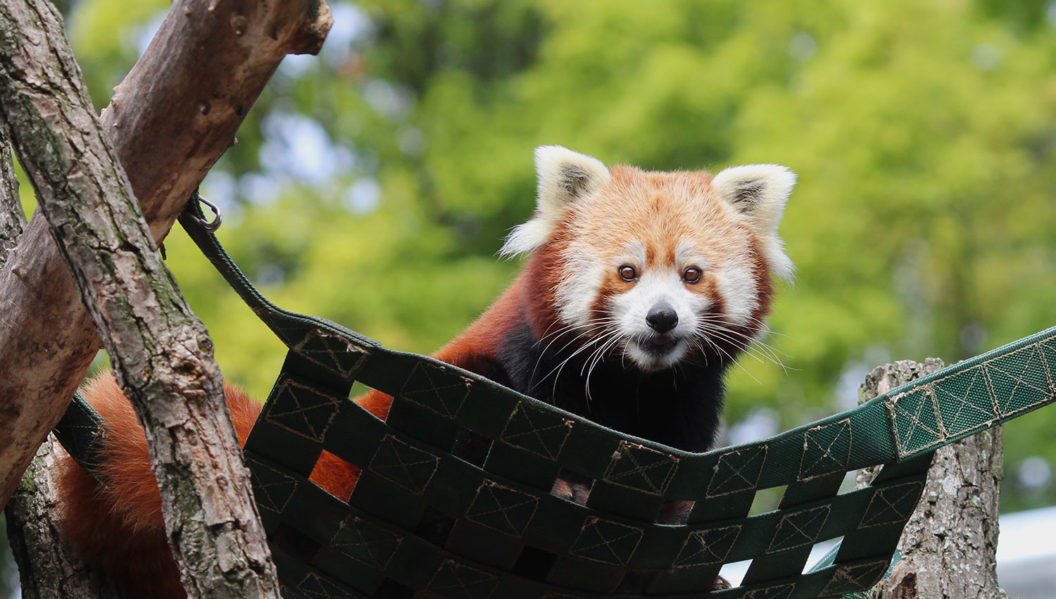 Red panda Starlight in her canopy