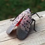A spotted lanterfly. Source: Wikipedia