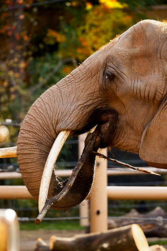 Close-up of African elephant Genny C Close-up of African elephant Genny C
