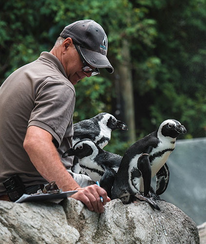 Zoo Keeper Kevin feeding the African penguins Zoo Keeper Kevin feeding the African penguins