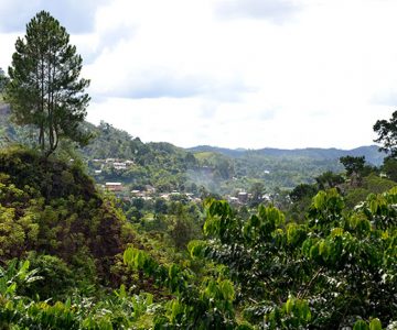 Reforestation site in Madagascar