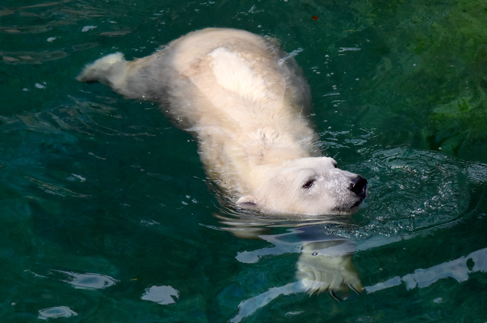 How Your Support Advances Polar Bear Conservation - Seneca Park Zoo