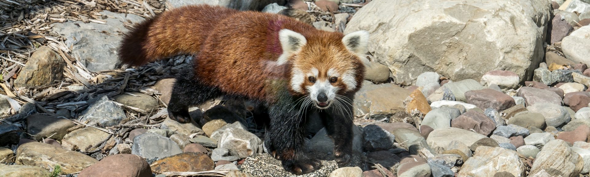 An Update On Red Panda Conservation Seneca Park Zoo