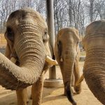 Supporting Elephant Conservation with IEF