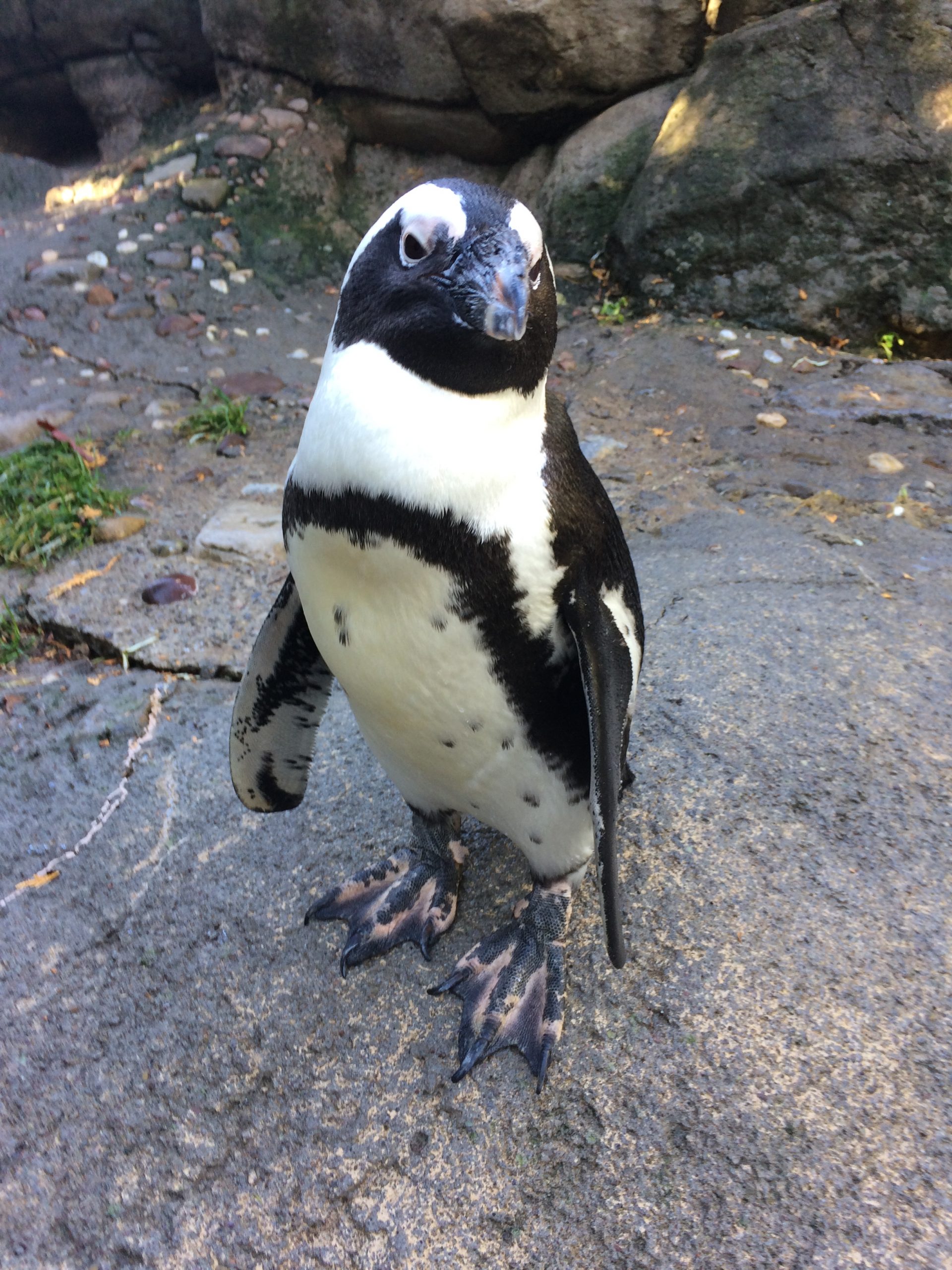 World Penguin Day 2021 - Keeper Thoughts - Seneca Park Zoo