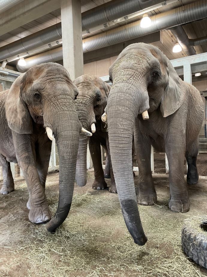 elephant life expectancy in zoo - Randy Mcknight