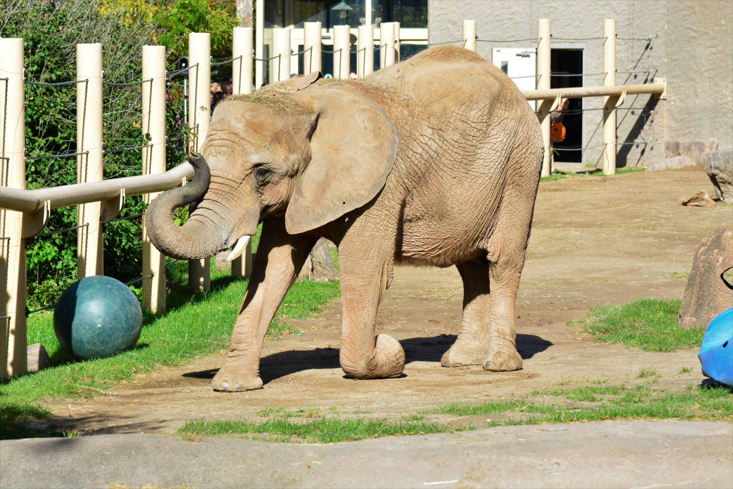 African elephant at Seneca Park Zoo