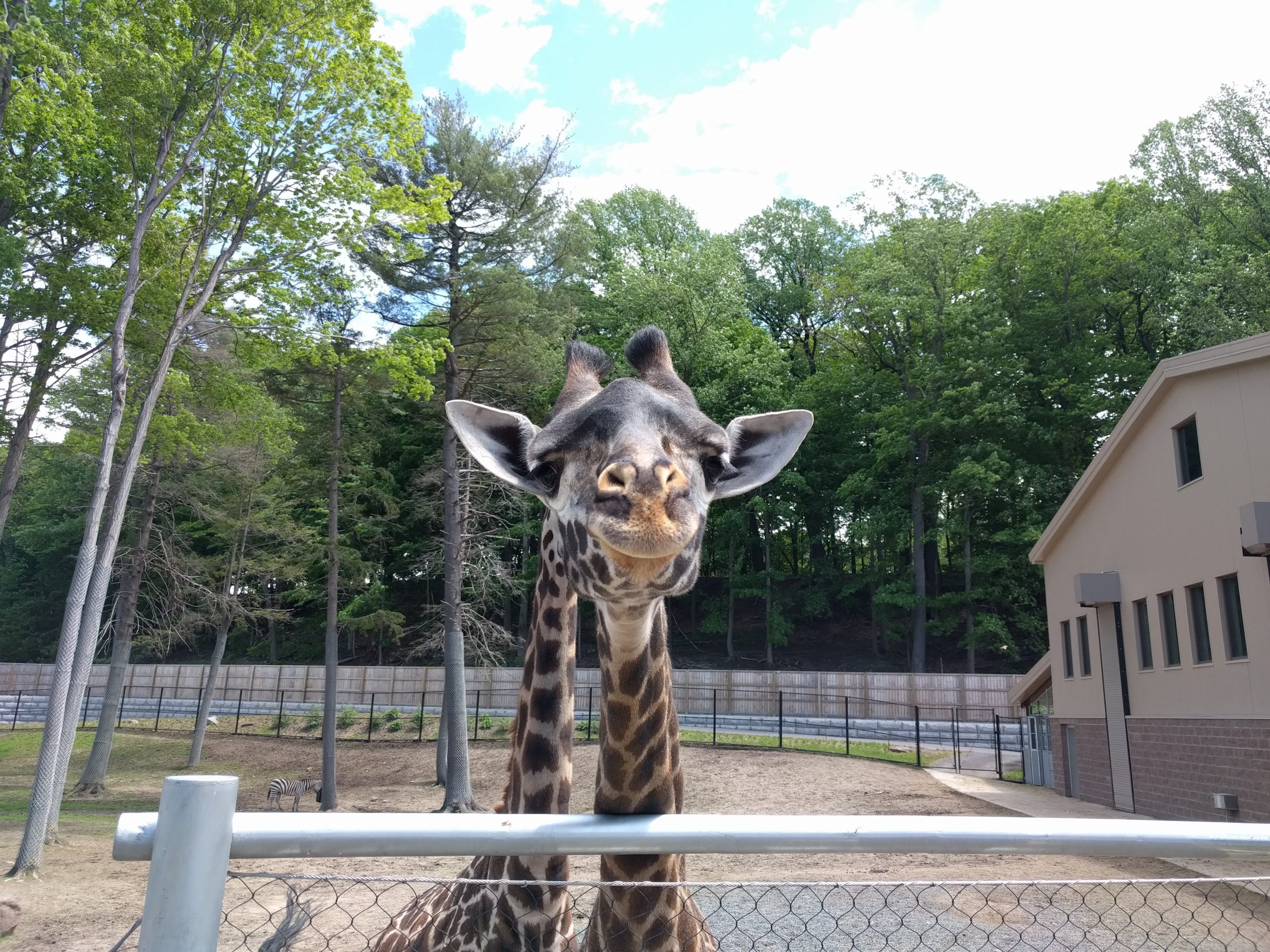 World Giraffe Day 21 How The Zoo Supports Giraffe Conservation Seneca Park Zoo