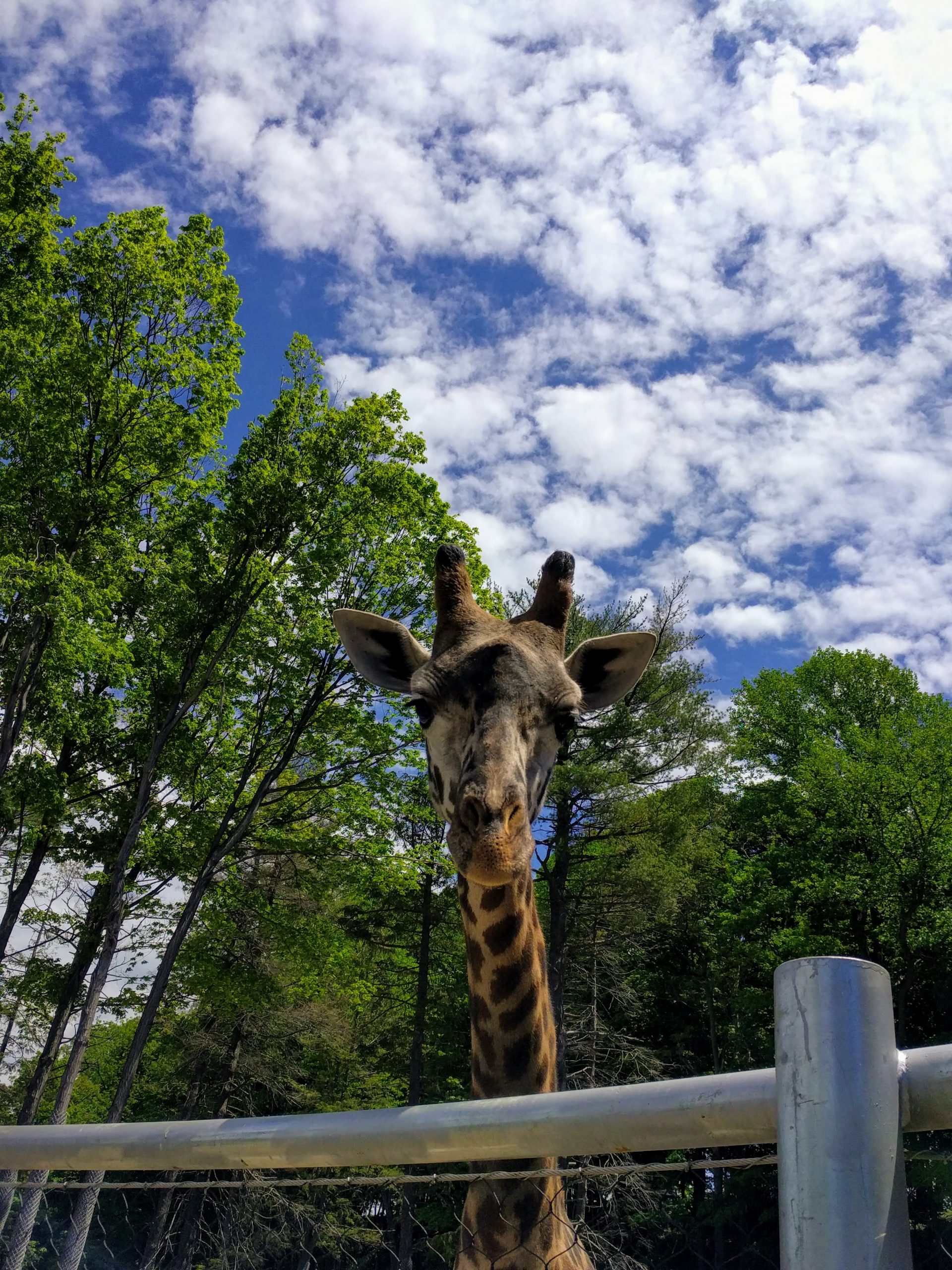 Giraffe Training: A TALL Order - Seneca Park Zoo