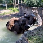 Happy [Belated] Birthday to African Elephant Moki!