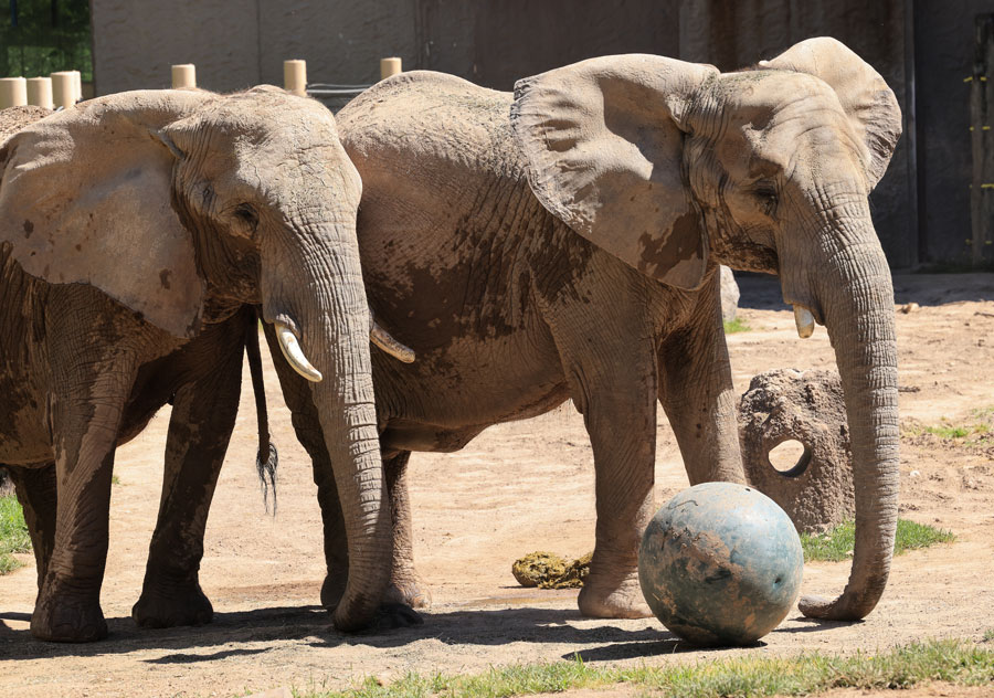 African Elephant - Seneca Park Zoo