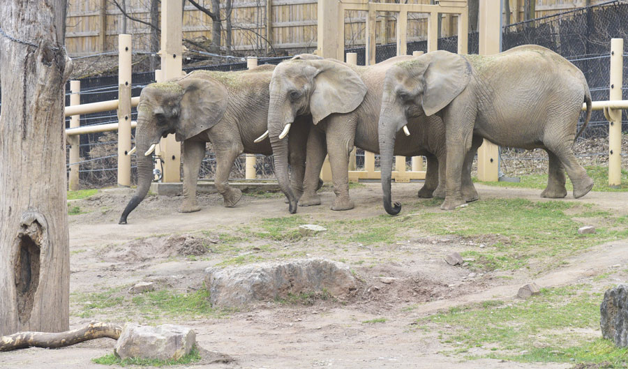 African Elephant - Seneca Park Zoo