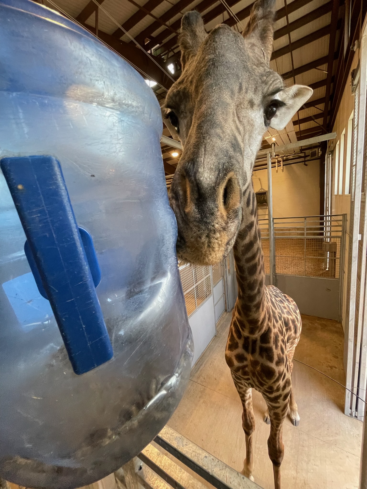 Giraffe Closeup - May 2022 - Kat Kleinschmidt 2