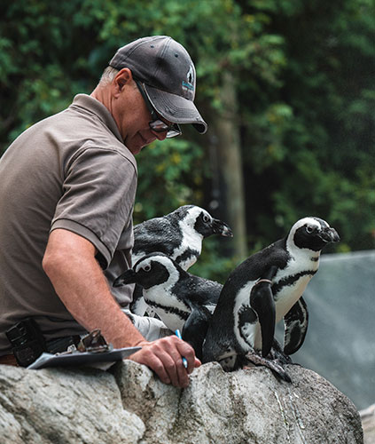 Kevin-feeding-penguins-2019-Derek-Palmer