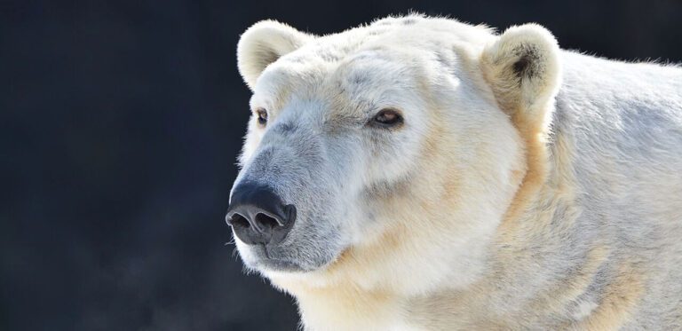 Polar Bear | Seneca Park Zoo