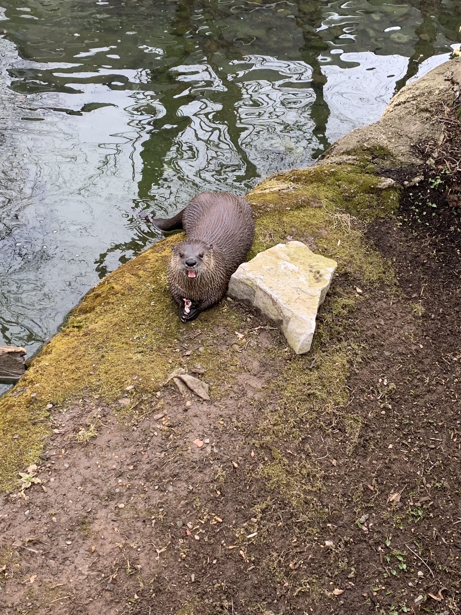 River Otter Seneca Park Zoo