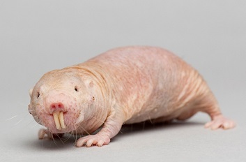 Naked Mole Rat