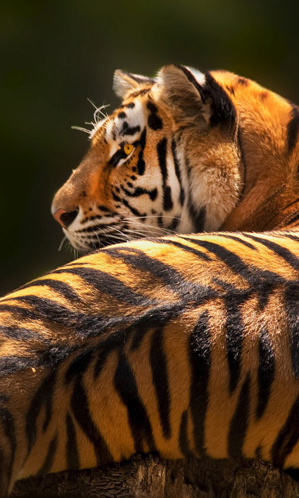 Bengal Tiger Animal Facts  Panthera Tigris Tigris - A-Z Animals