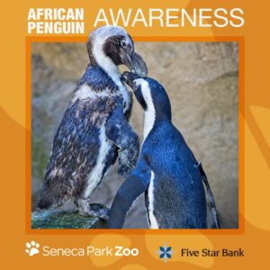 African Penguin Awareness Weekend | Seneca Park Zoo