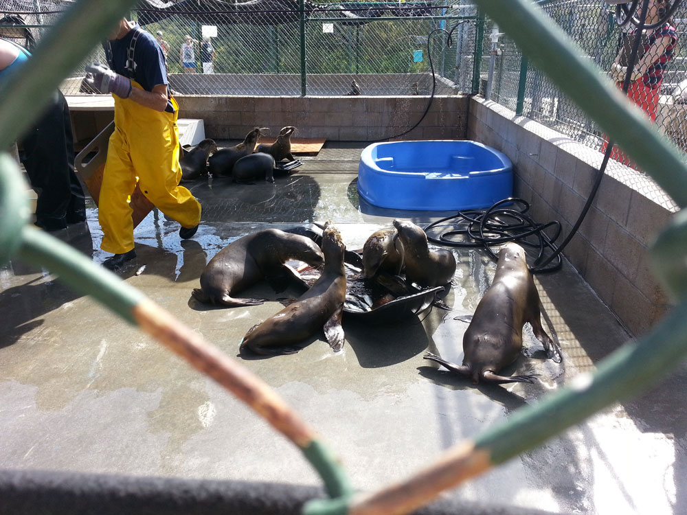 Visit to Marine Mammal Care Center at Fort MacArthur
