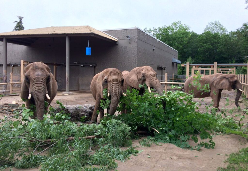 African elephants eating trees