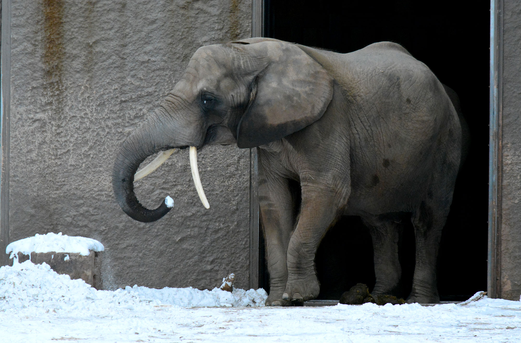 Caring for African animals in the winter