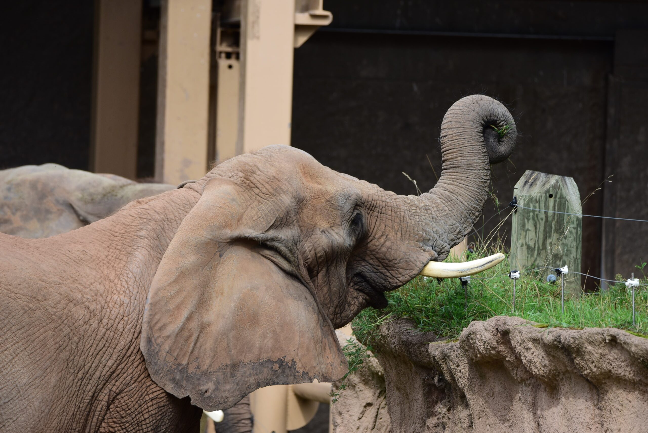 African Elephant Moki Turns 38!