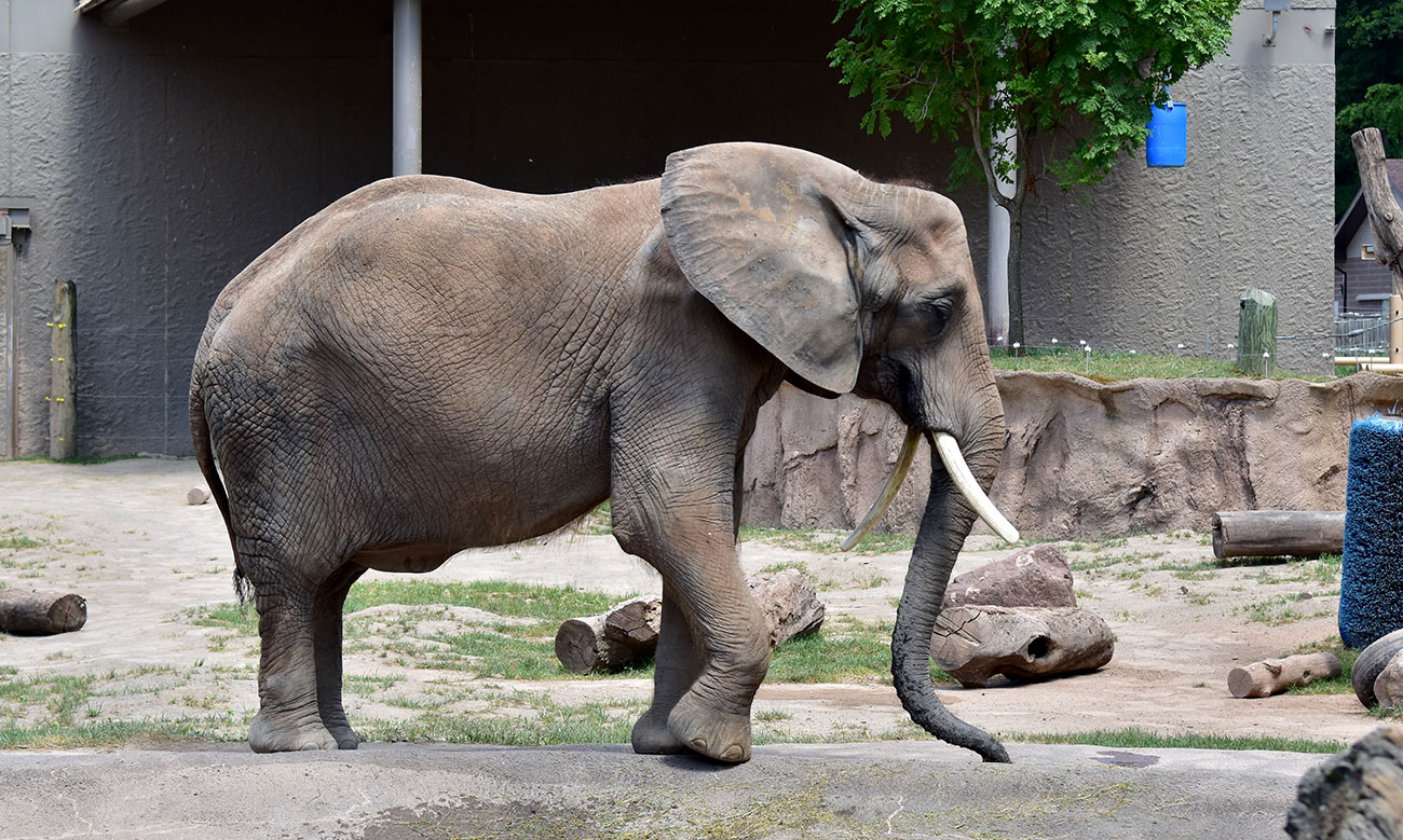 Animal Health Update: African Elephant Genny C