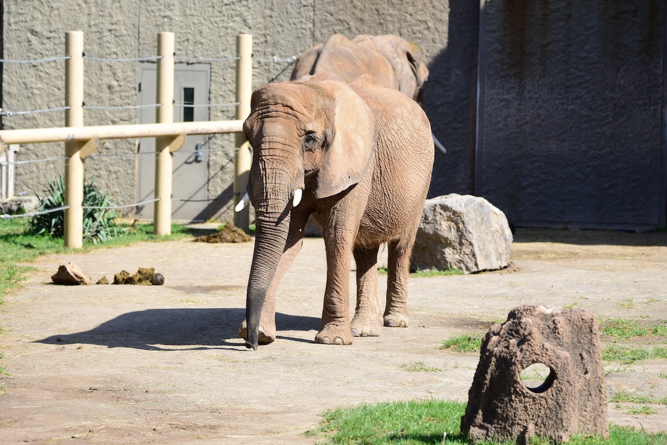 African Elephant Lilac Turns 42 | Seneca Park Zoo