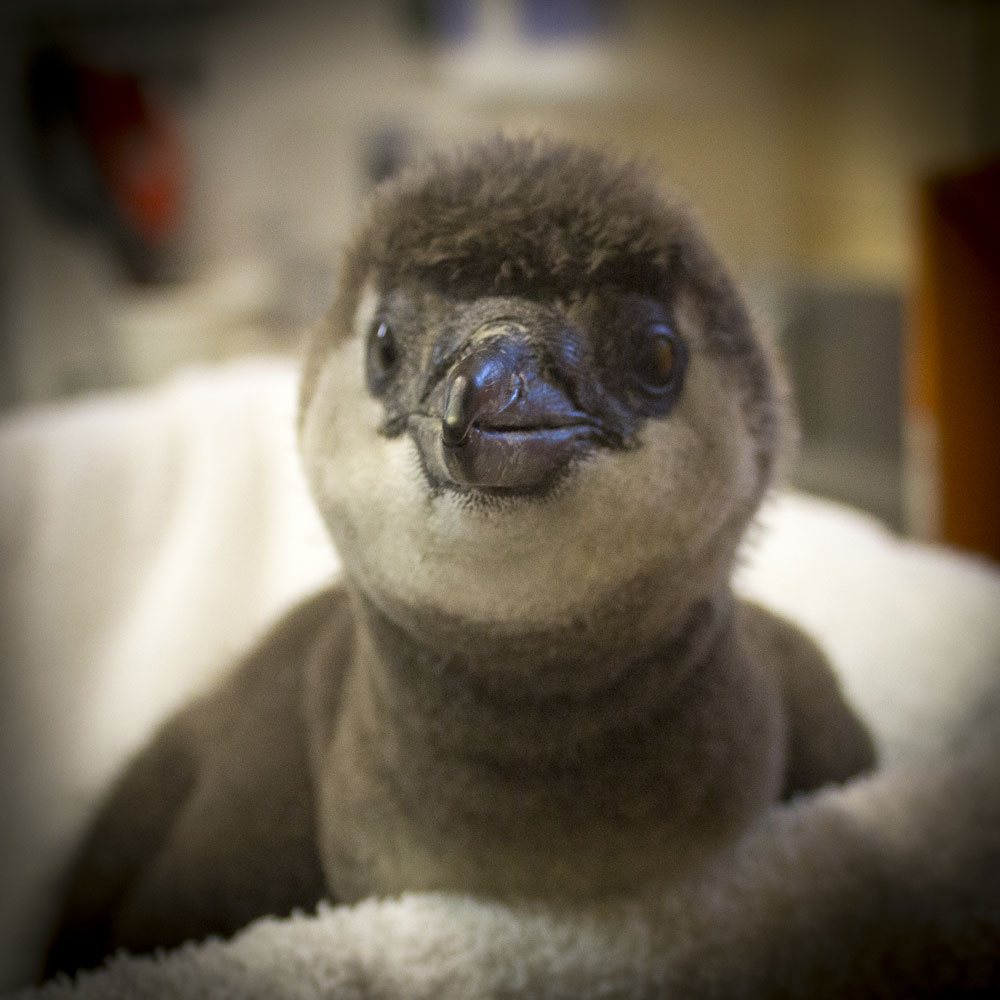 100th African penguin chick hatched