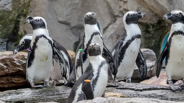 Saving Penguins in South Africa | Seneca Park Zoo