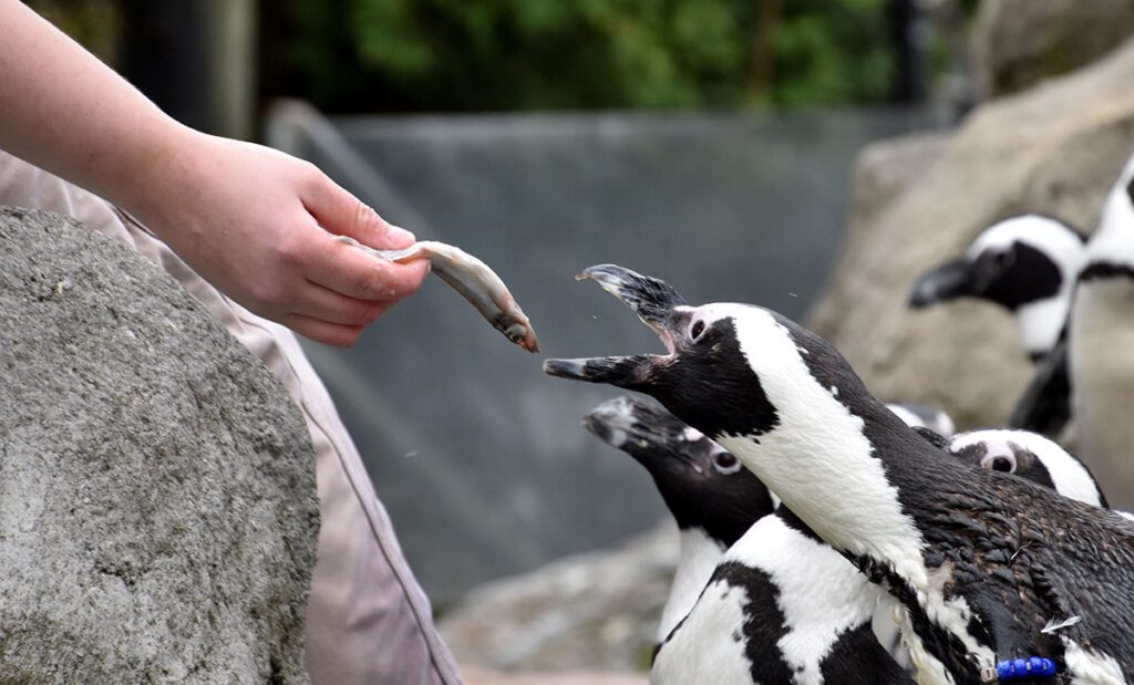 African penguin being hand fed